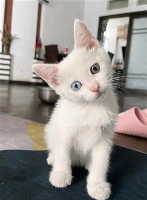 Schizochytrium Powder Is A Type Of Supplement That Has Been Gaining Popularit...